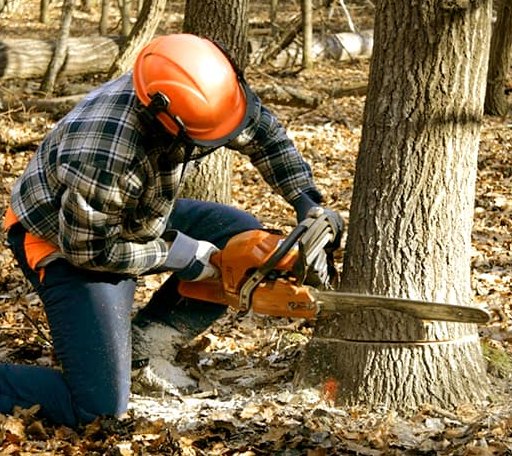 Tree Removal in Carleton, MI
